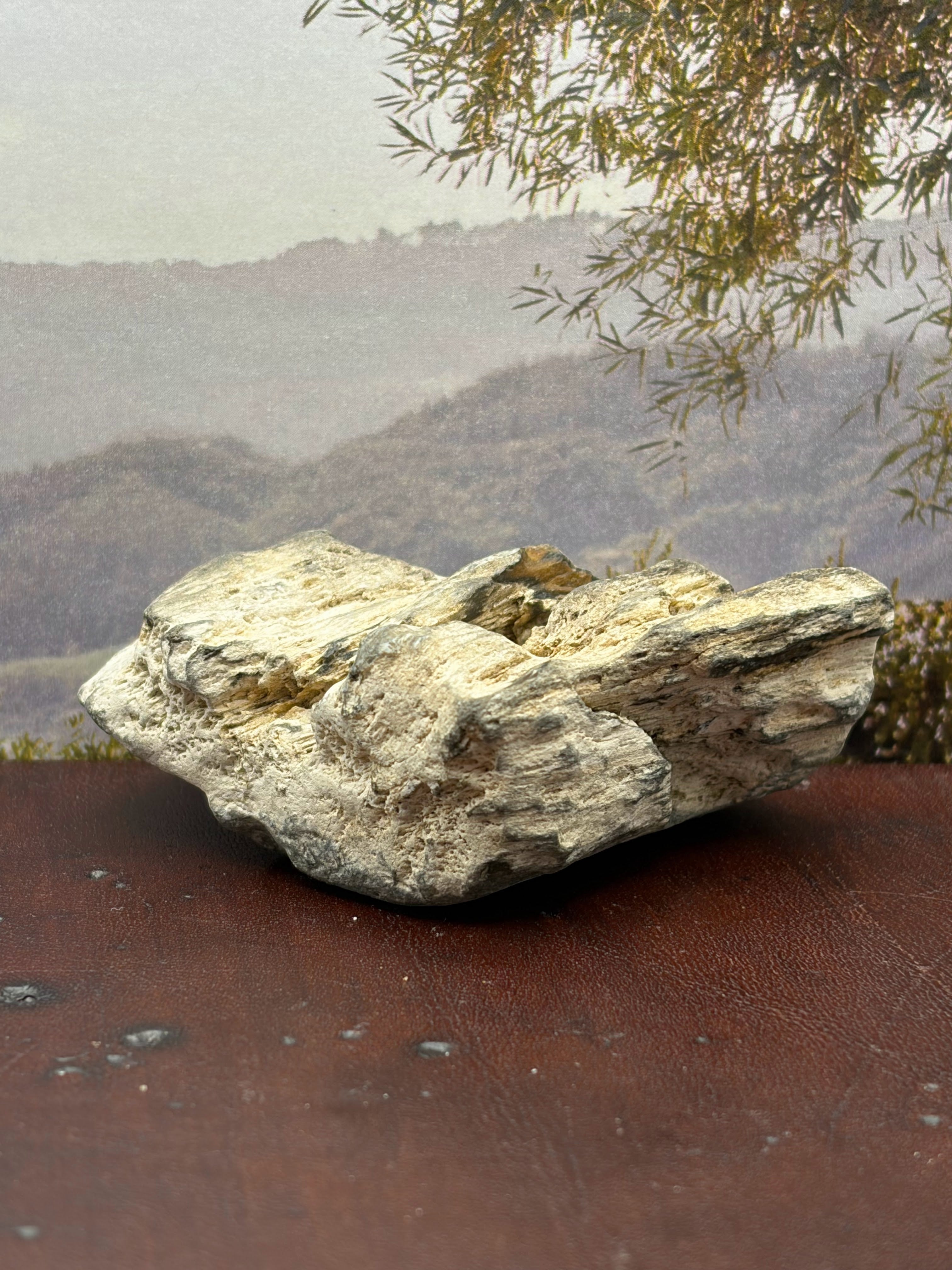 *NEW* Petrified Wood Specimen