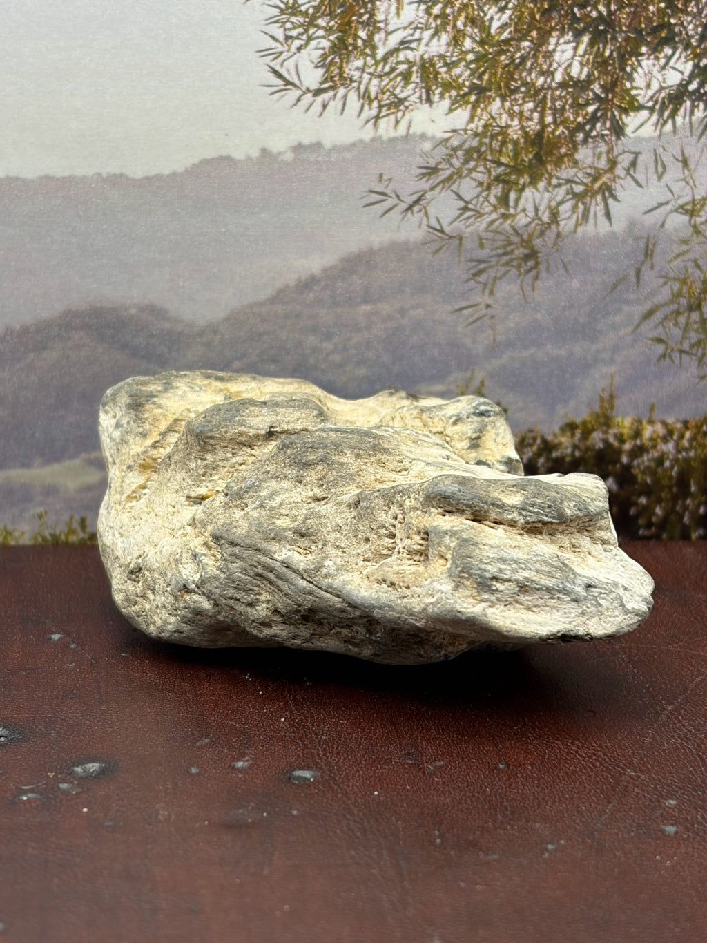 *NEW* Petrified Wood Specimen