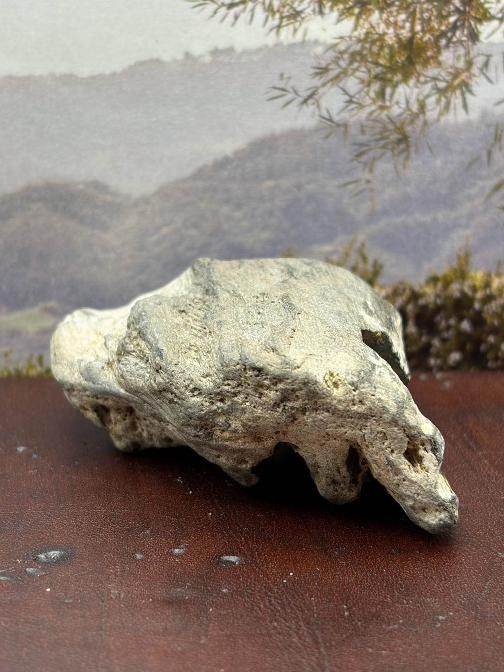 *NEW* Petrified Wood Specimen