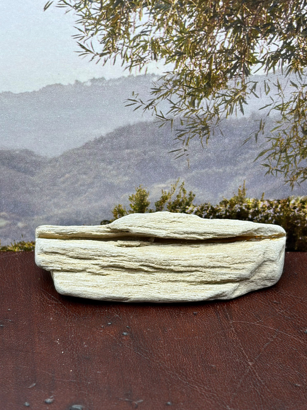 *NEW* Small Petrified Wood Specimen with Quartz Line