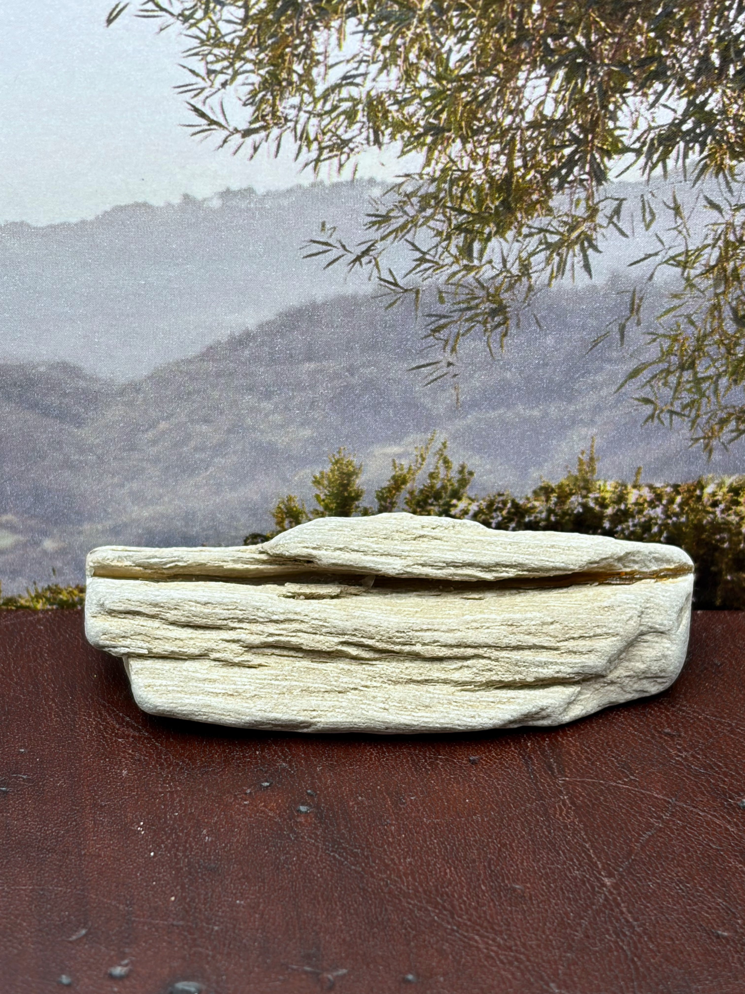 *NEW* Small Petrified Wood Specimen with Quartz Line