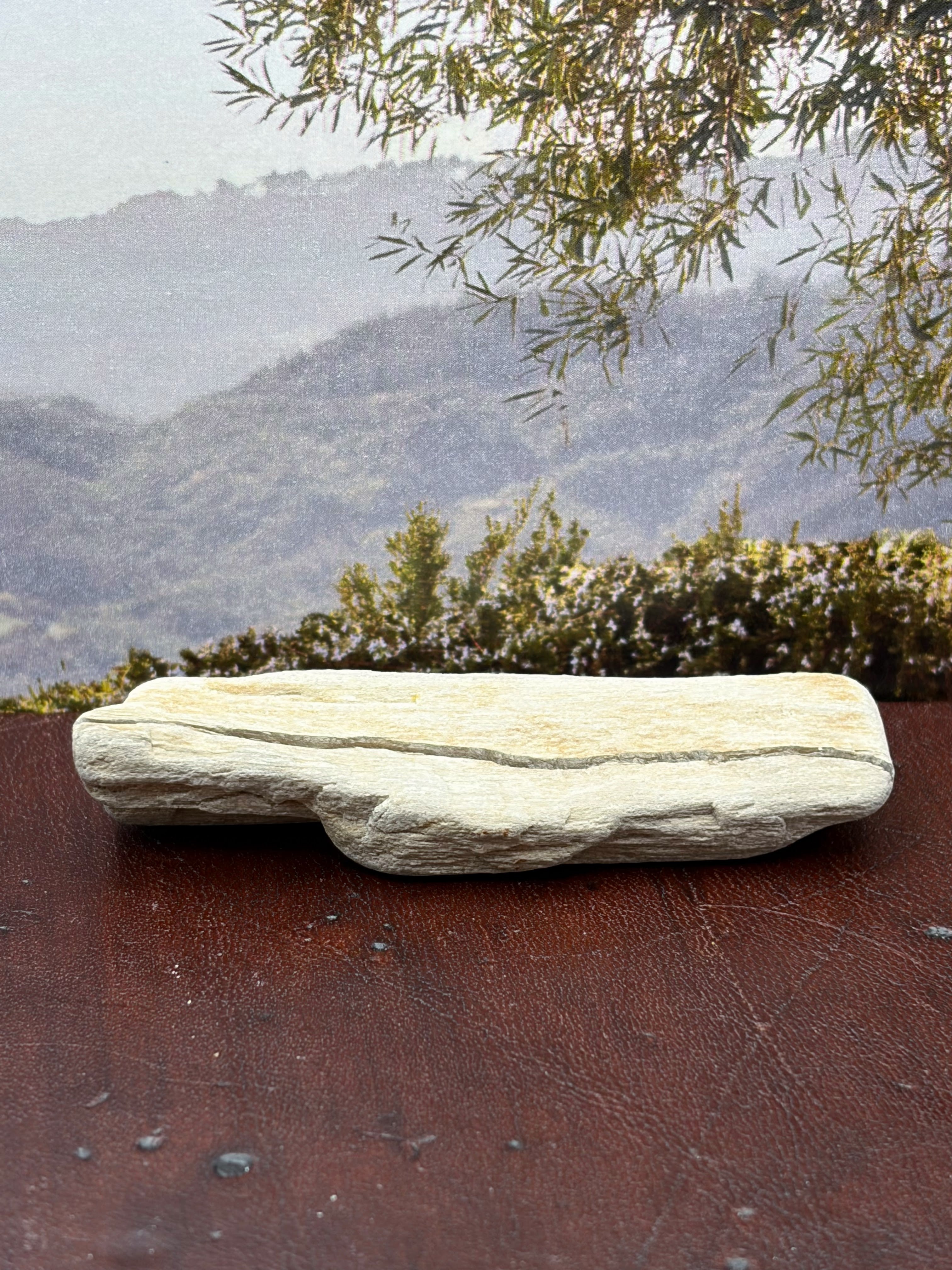 *NEW* Small Petrified Wood Specimen with Quartz Line