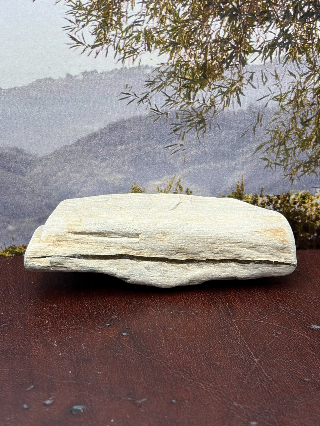 *NEW* Small Petrified Wood Specimen with Quartz Line