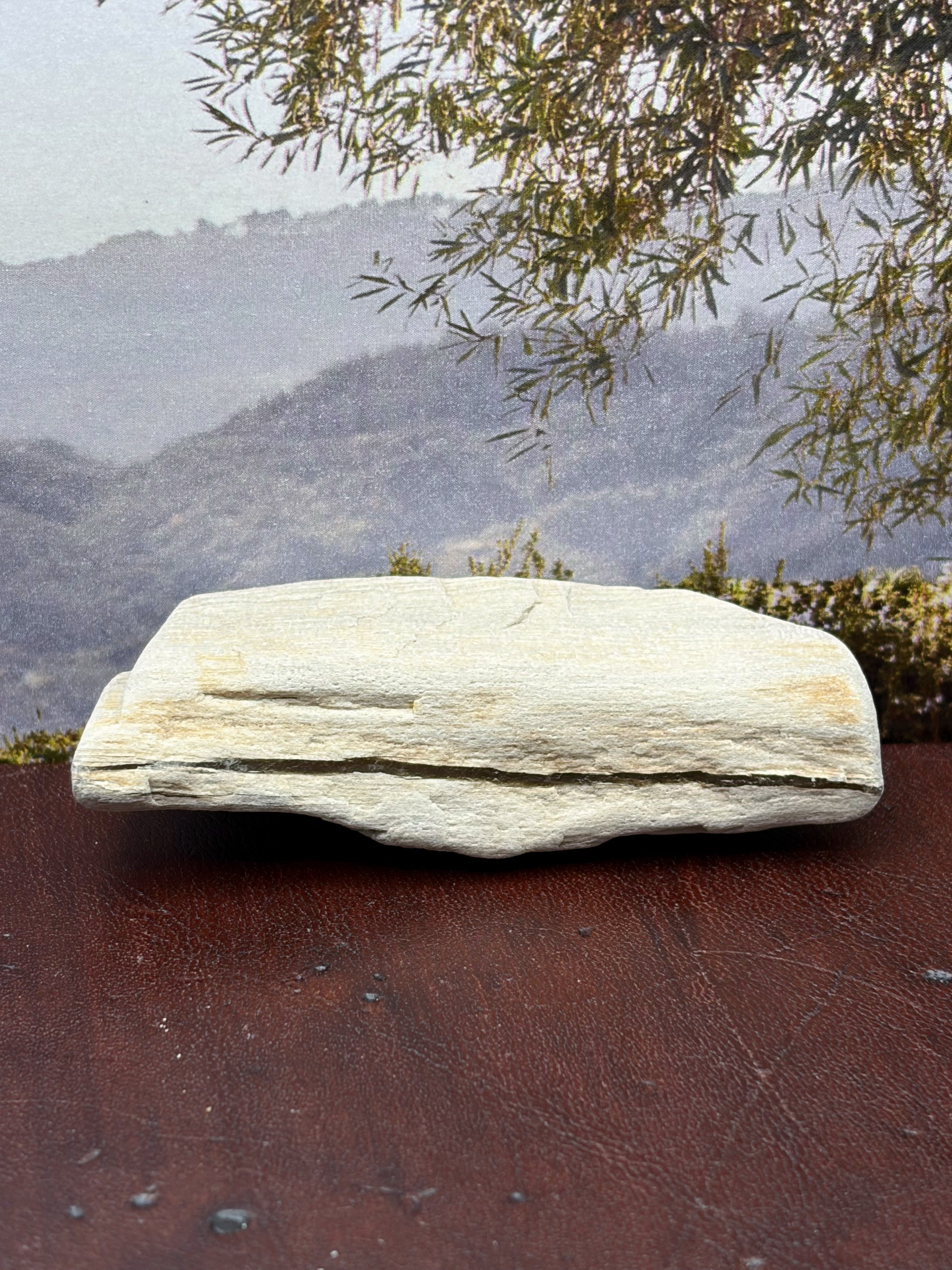 *NEW* Small Petrified Wood Specimen with Quartz Line