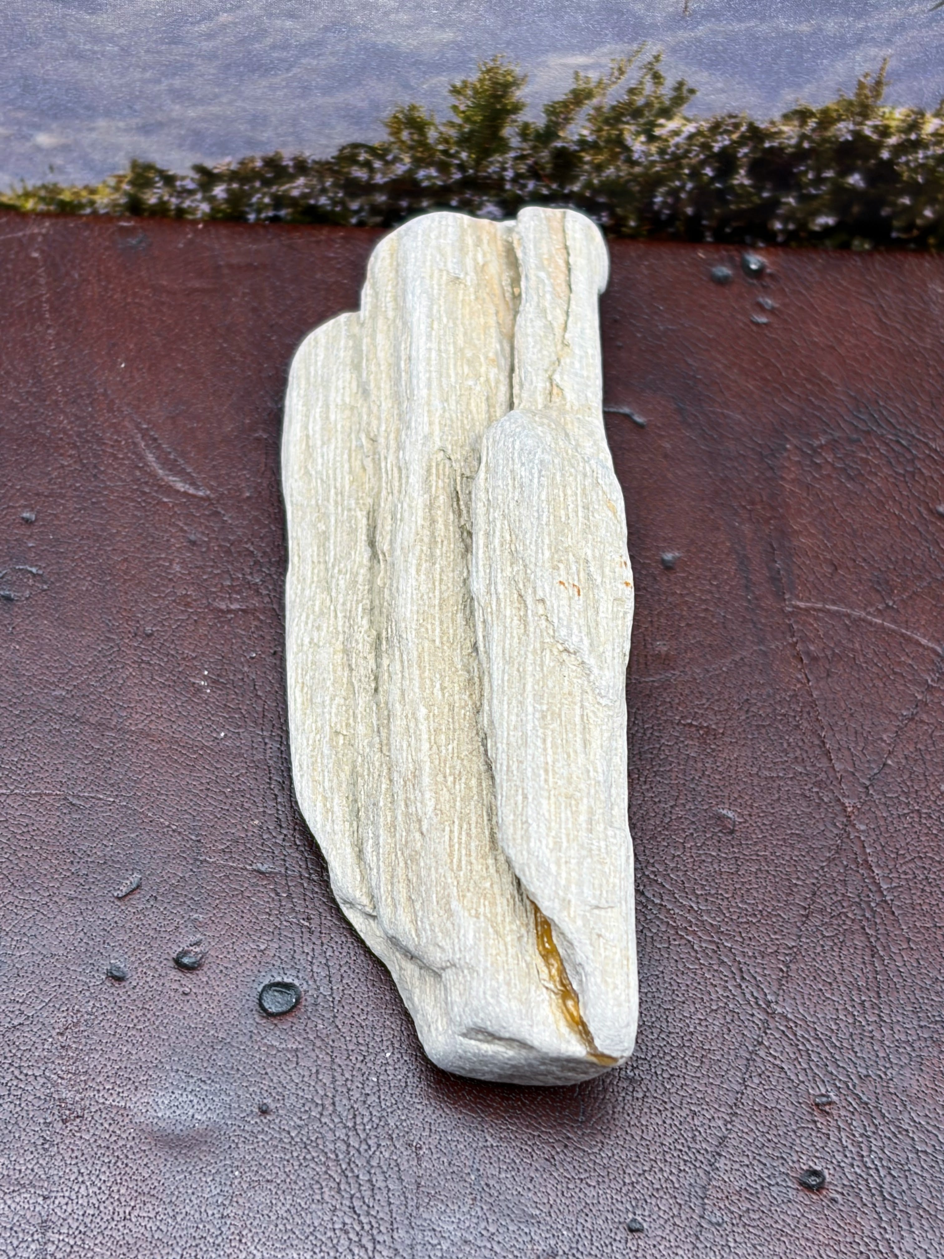 *NEW* Small Petrified Wood Specimen with Quartz Line