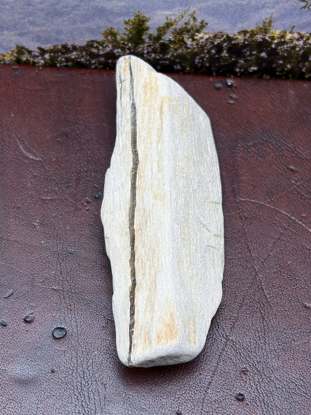 *NEW* Small Petrified Wood Specimen with Quartz Line