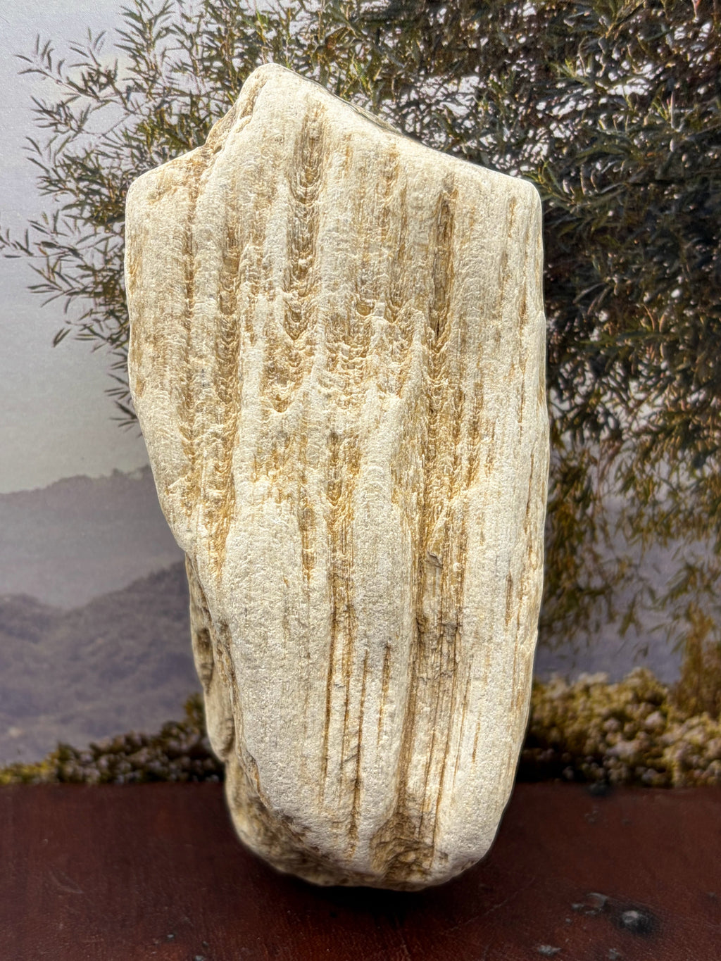 *NEW* Petrified Wood Specimen