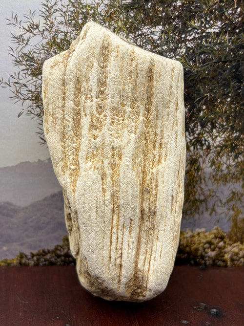 *NEW* Petrified Wood Specimen