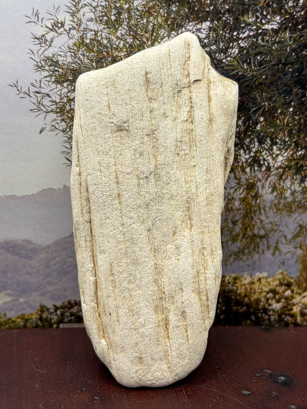 *NEW* Petrified Wood Specimen