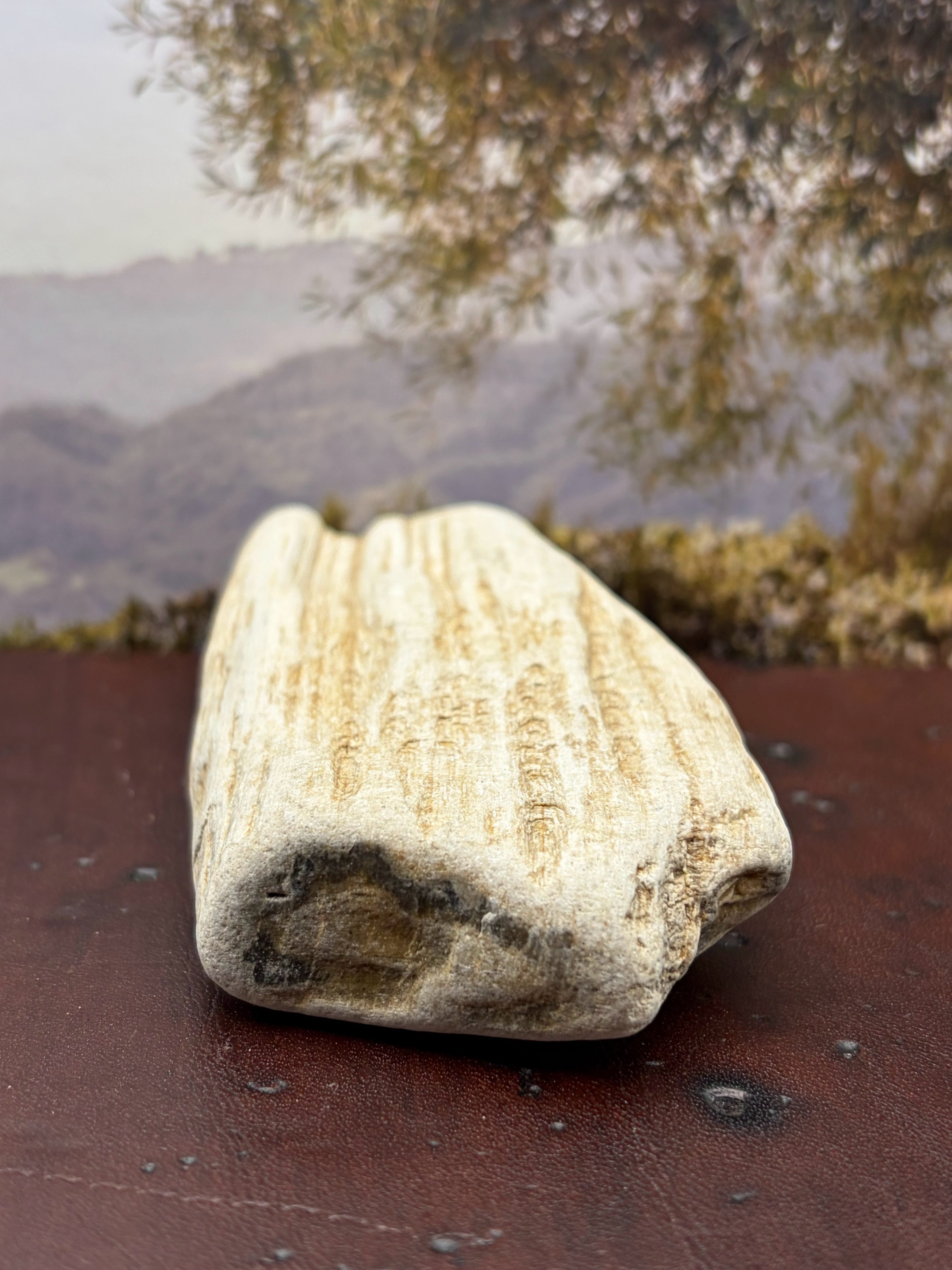 *NEW* Petrified Wood Specimen