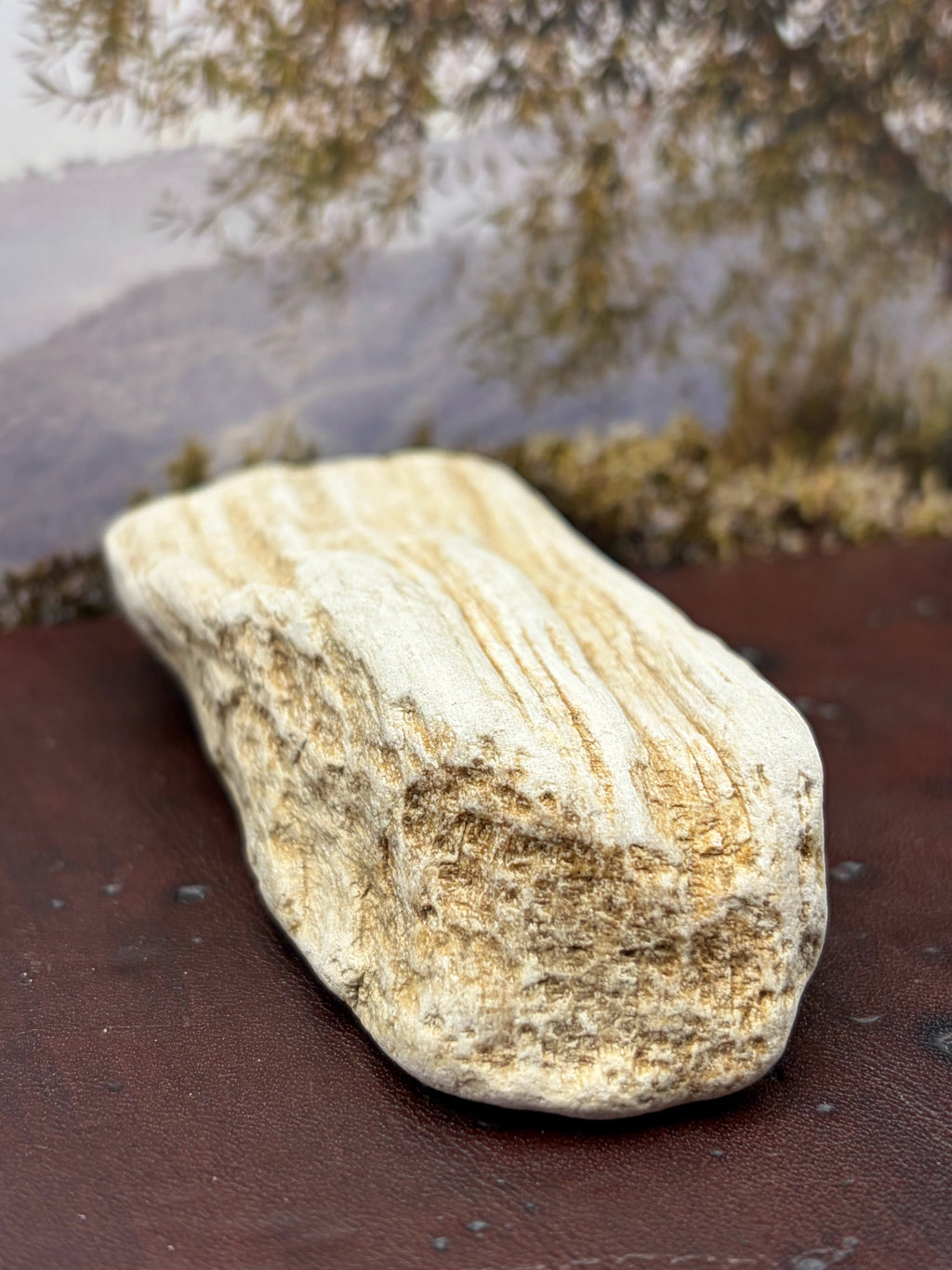 *NEW* Petrified Wood Specimen