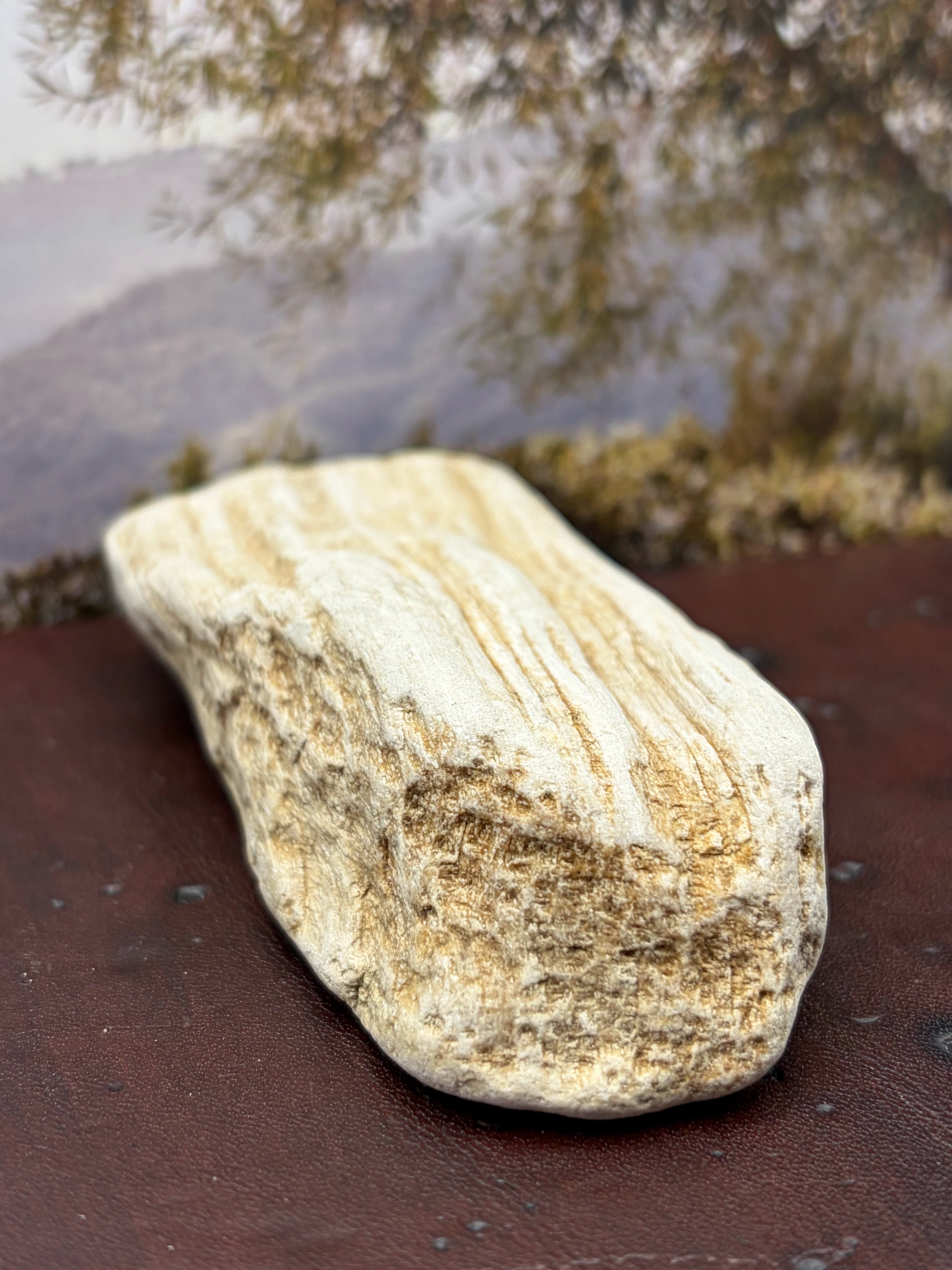*NEW* Petrified Wood Specimen