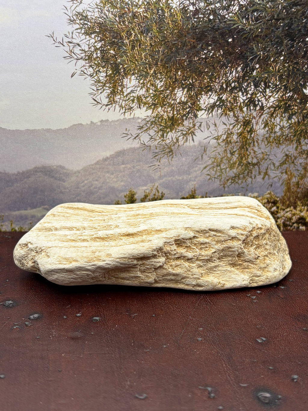 *NEW* Petrified Wood Specimen
