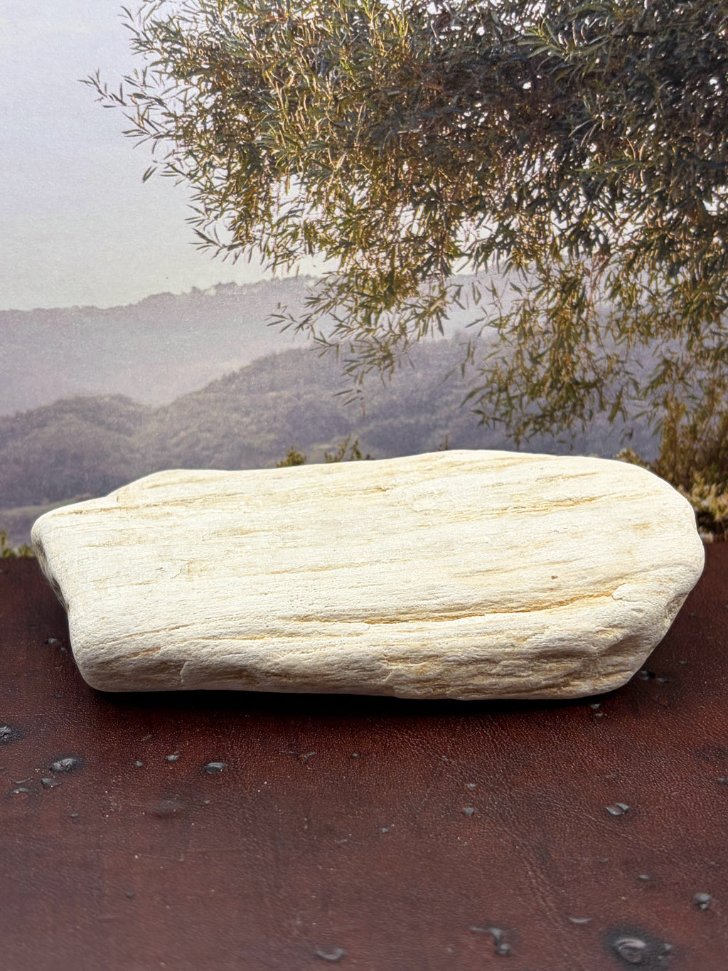 *NEW* Petrified Wood Specimen