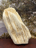 *NEW* Petrified Wood Specimen