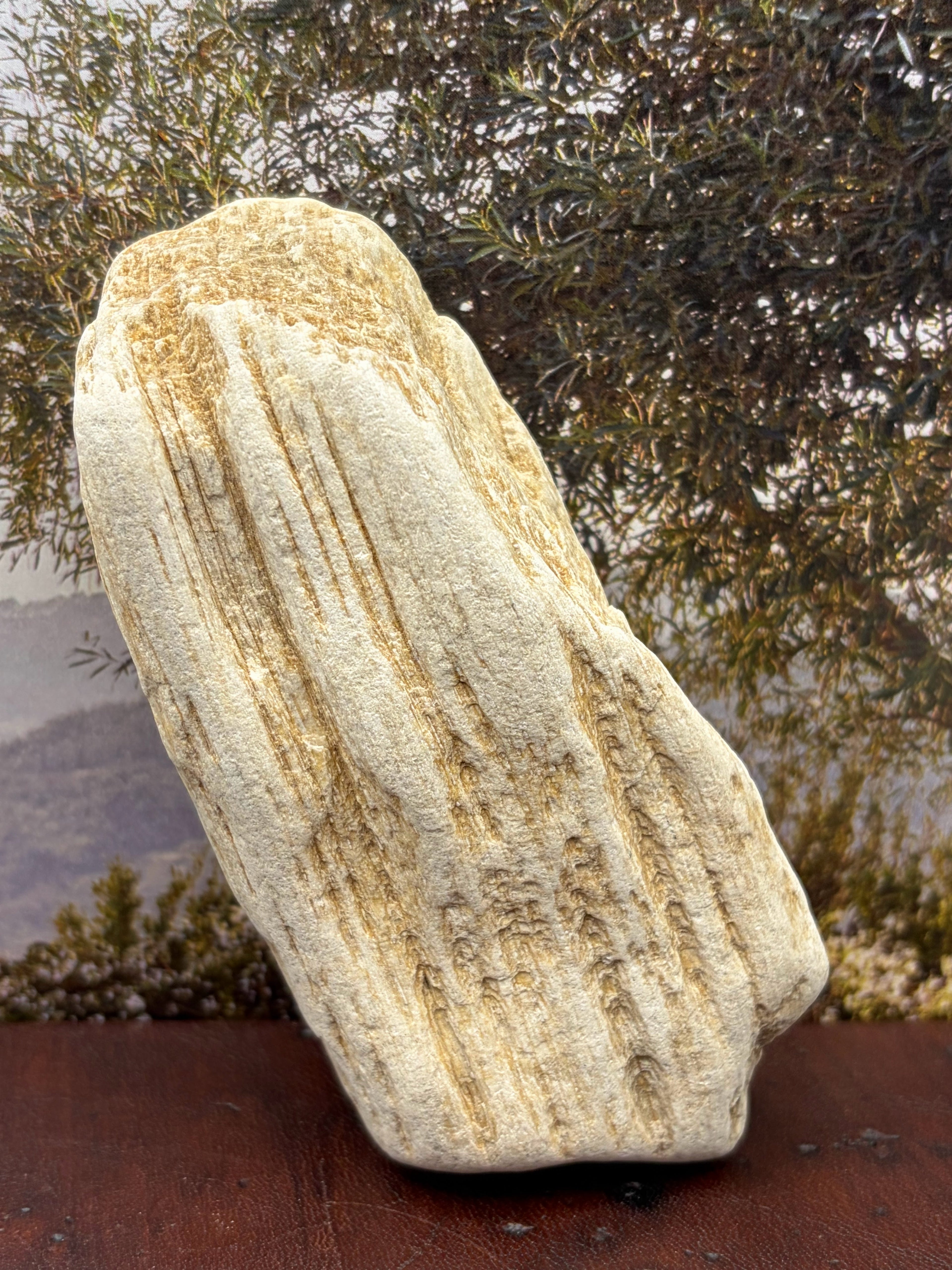 *NEW* Petrified Wood Specimen