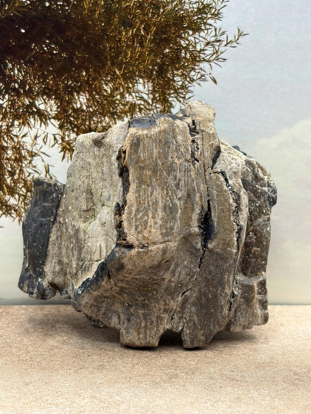 *NEW* Petrified Wood Specimen