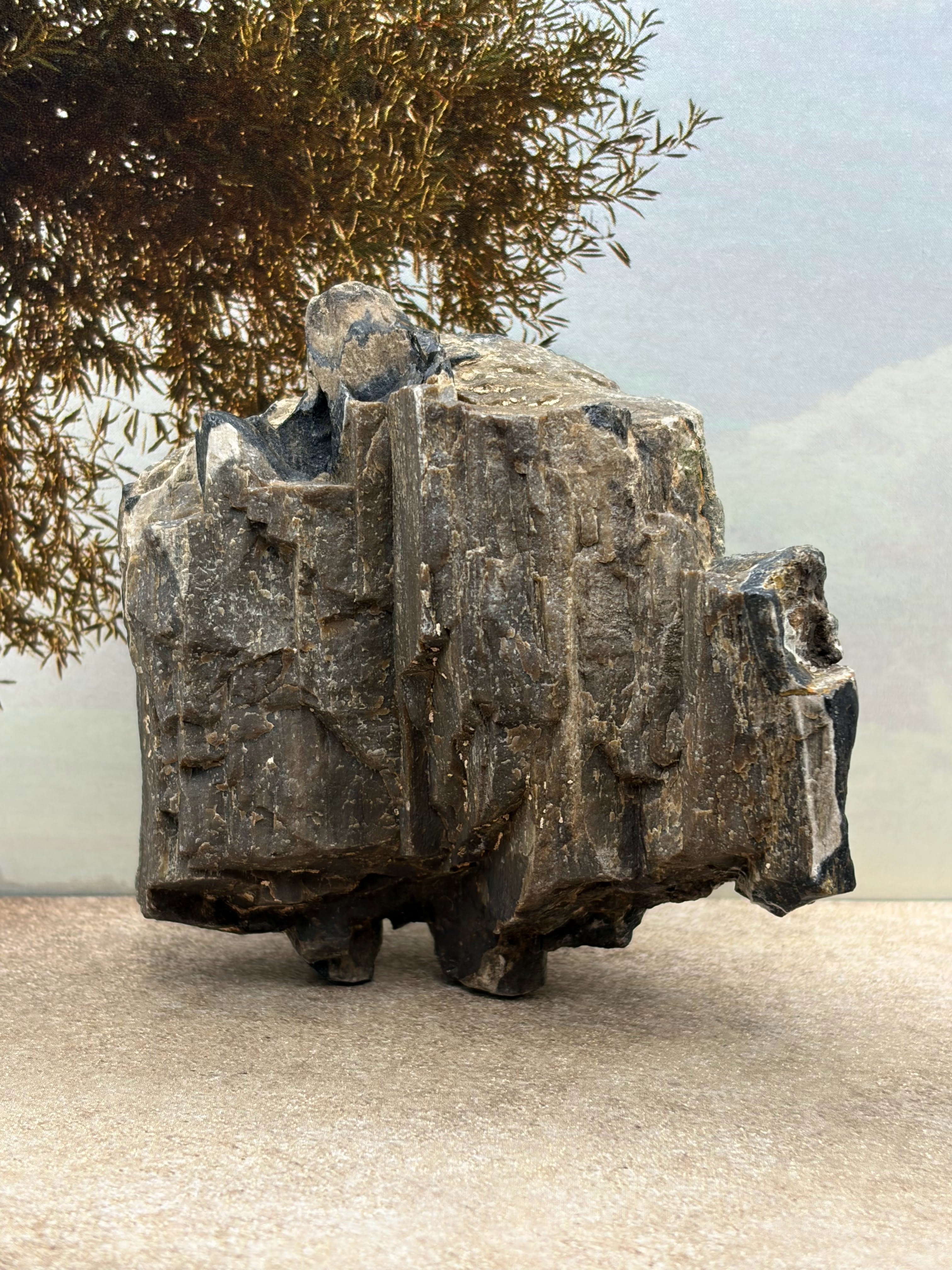 *NEW* Petrified Wood Specimen