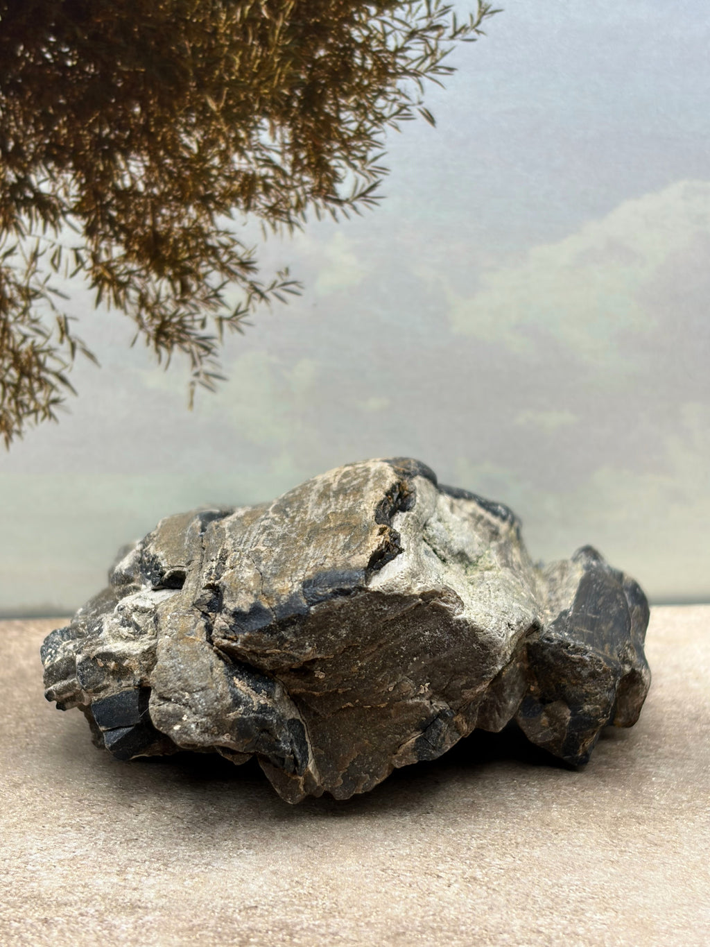 *NEW* Petrified Wood Specimen