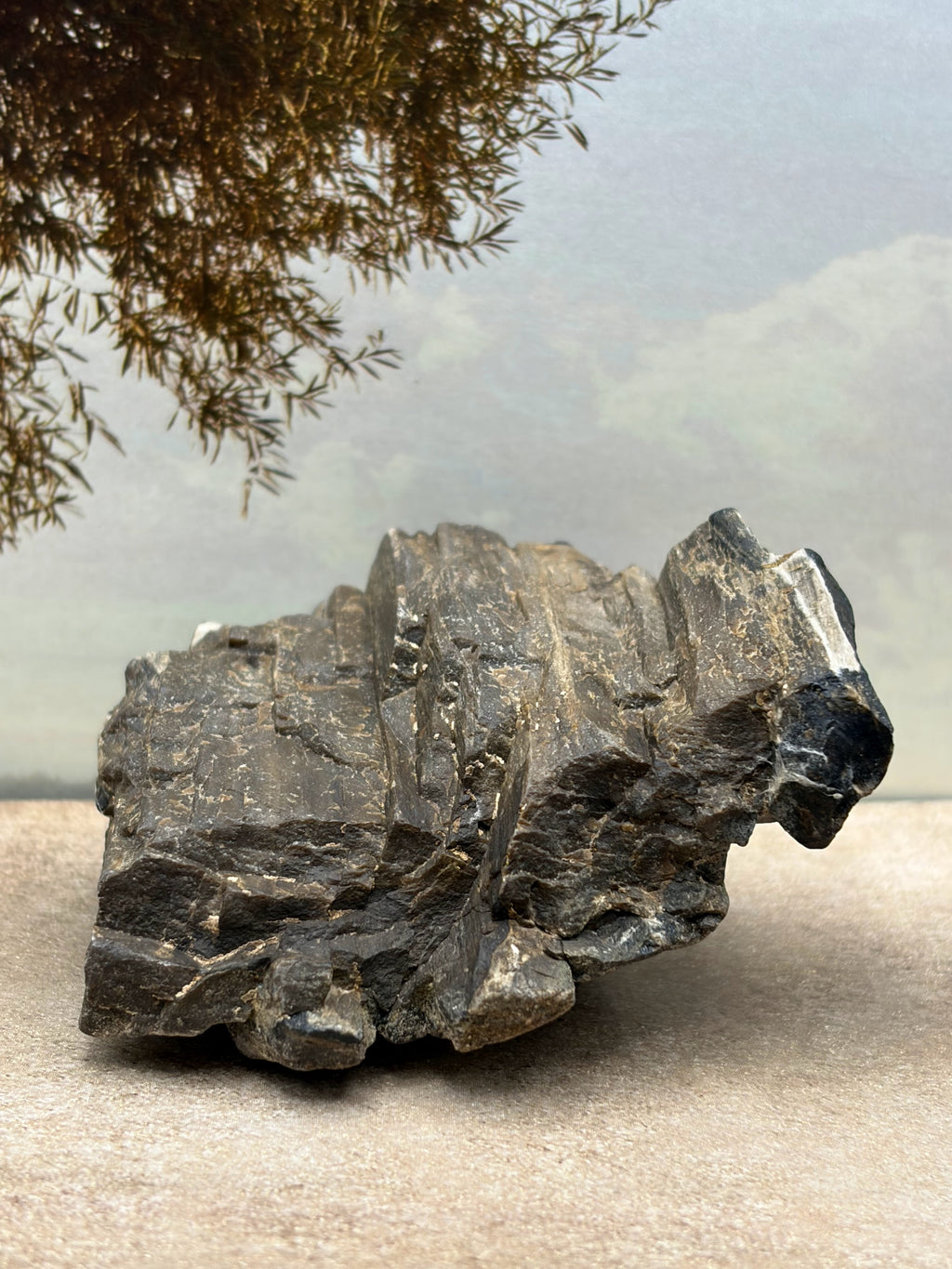 *NEW* Petrified Wood Specimen