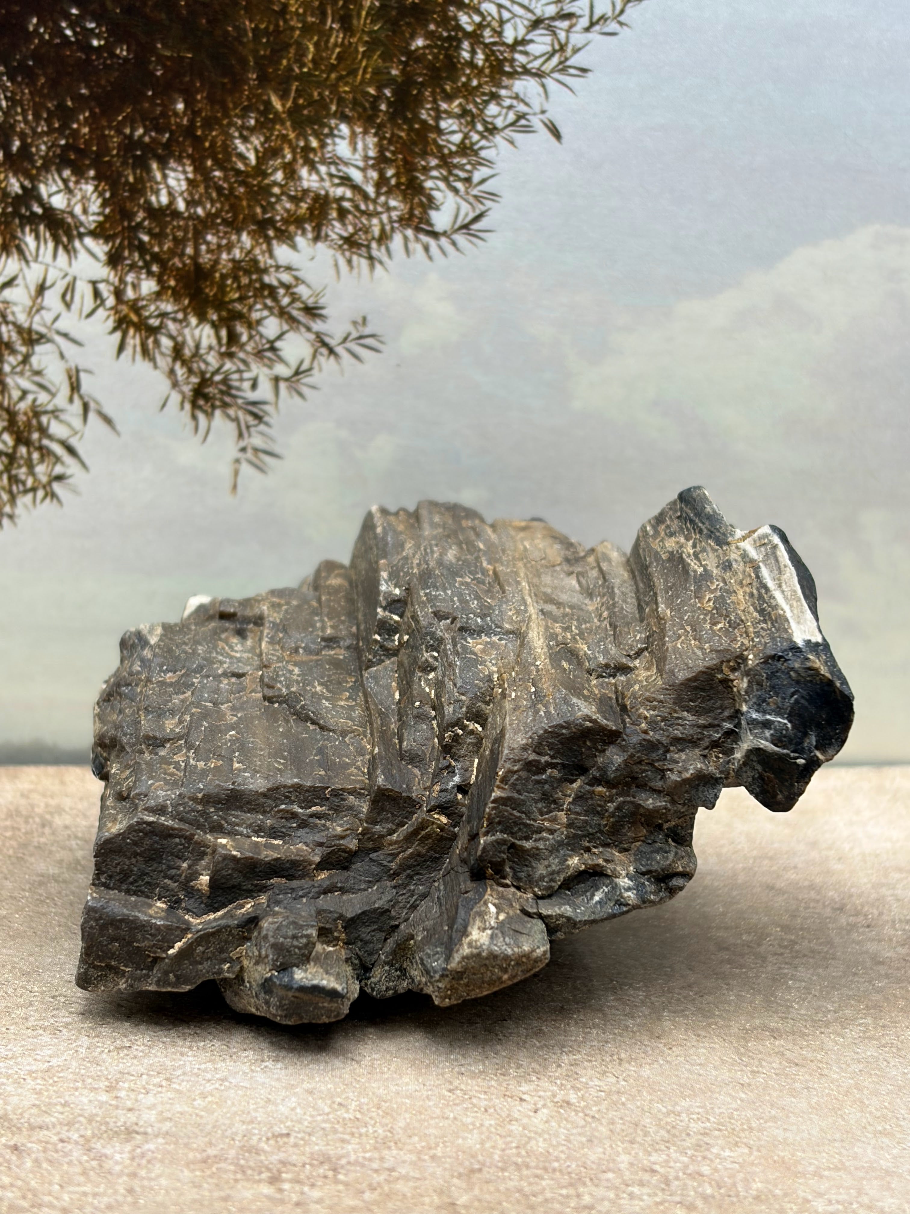 *NEW* Petrified Wood Specimen