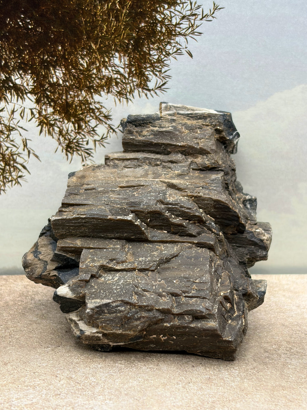 *NEW* Petrified Wood Specimen