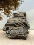 *NEW* Petrified Wood Specimen