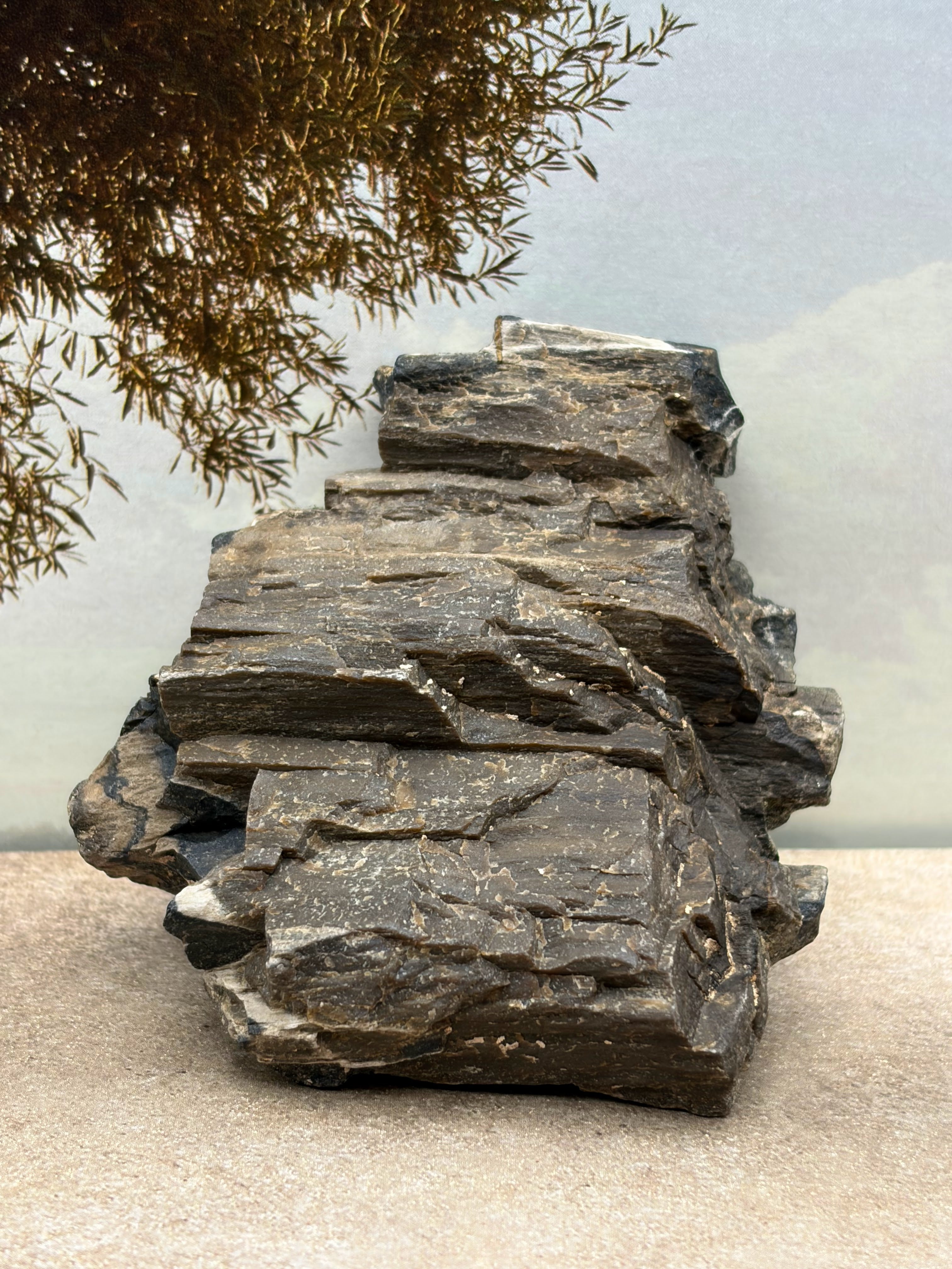 *NEW* Petrified Wood Specimen
