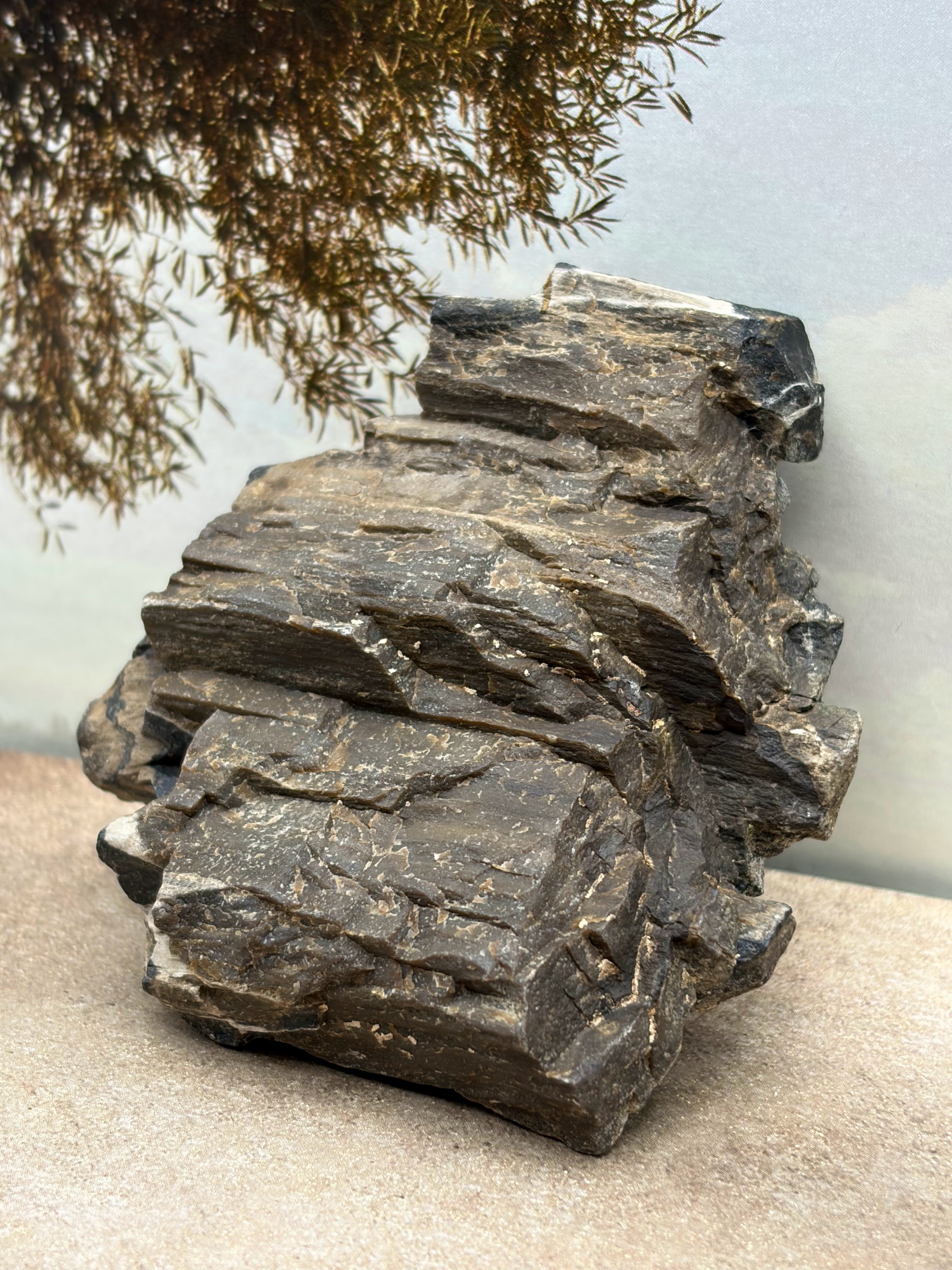*NEW* Petrified Wood Specimen