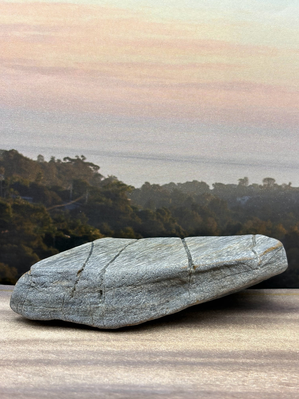 *NEW* Diagonal Petrified Palm Wood Specimen