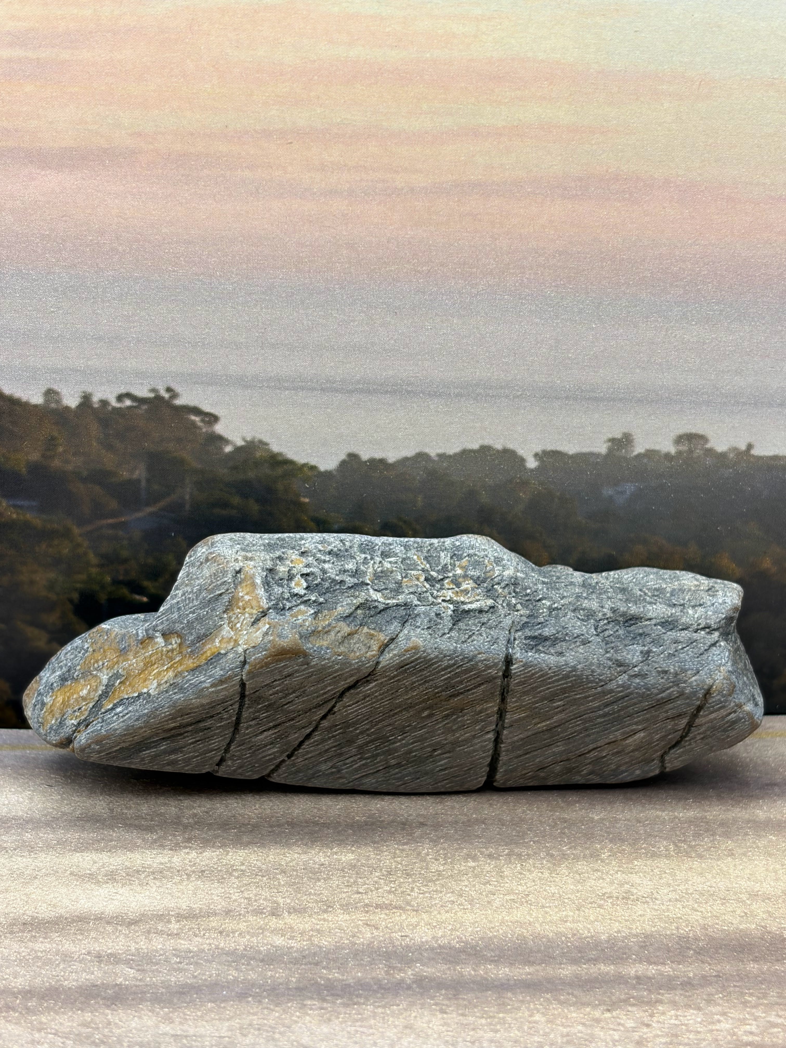 *NEW* Diagonal Petrified Palm Wood Specimen