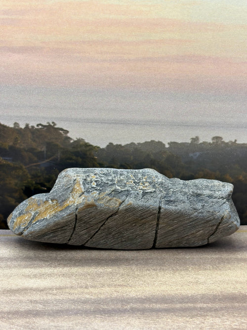 *NEW* Diagonal Petrified Palm Wood Specimen