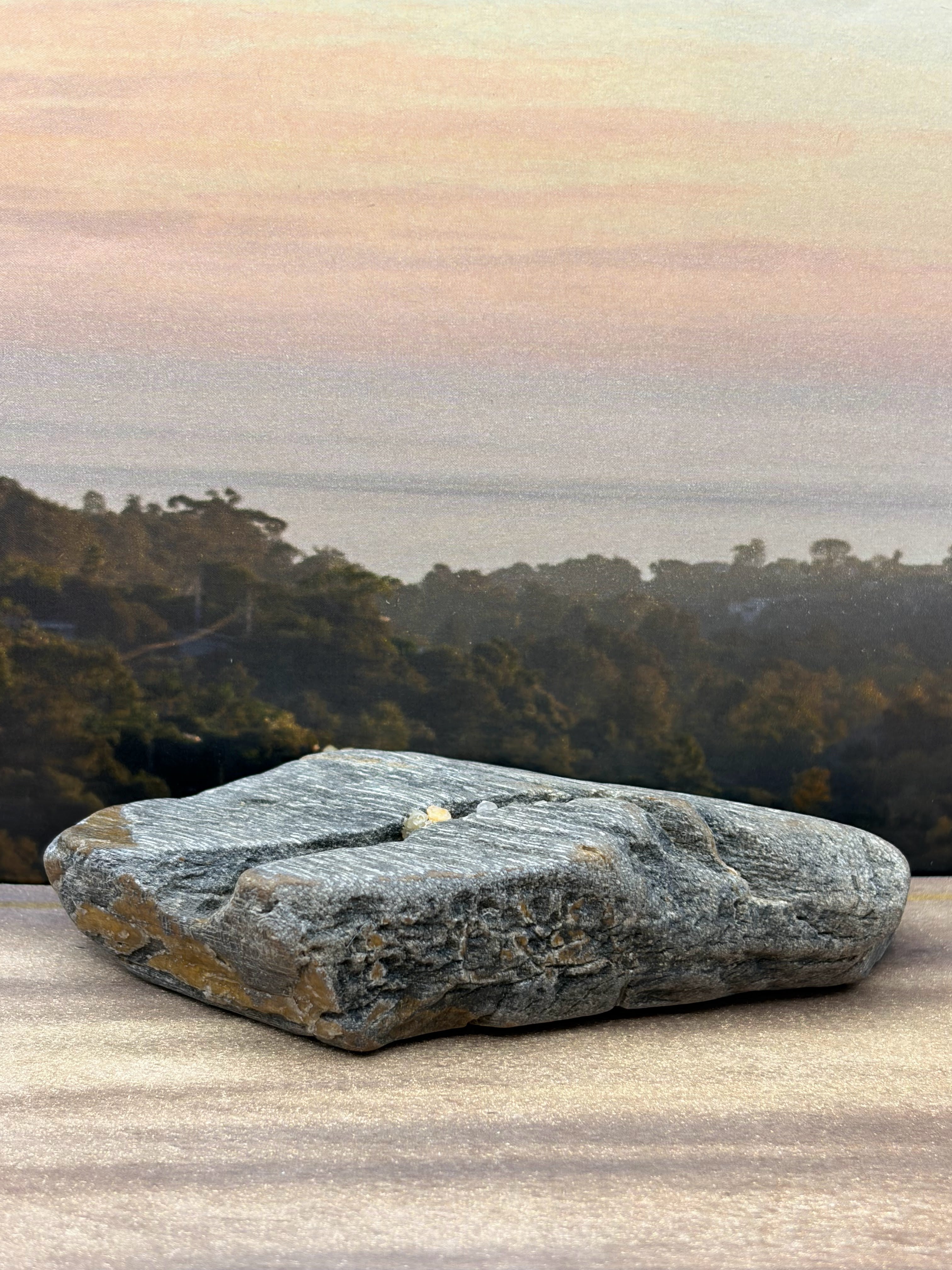 *NEW* Diagonal Petrified Palm Wood Specimen
