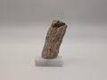 Petrified Wood Specimen