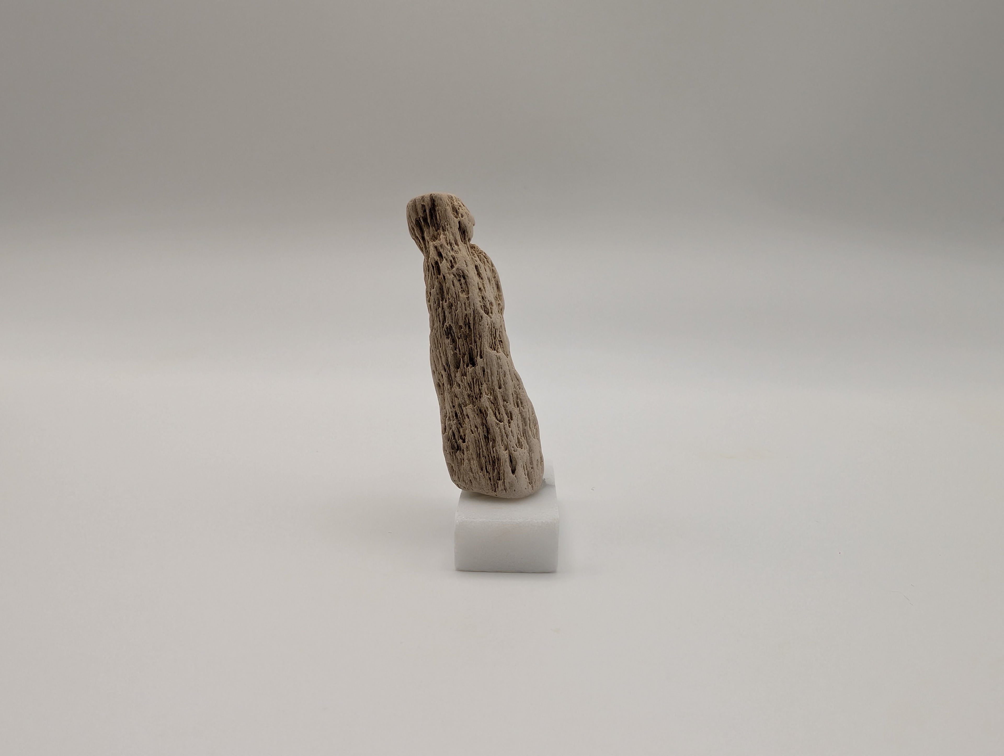 Petrified Wood Specimen