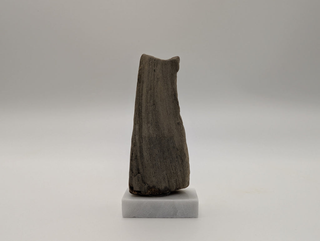 Petrified Wood Specimen