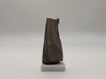 Petrified Wood Specimen