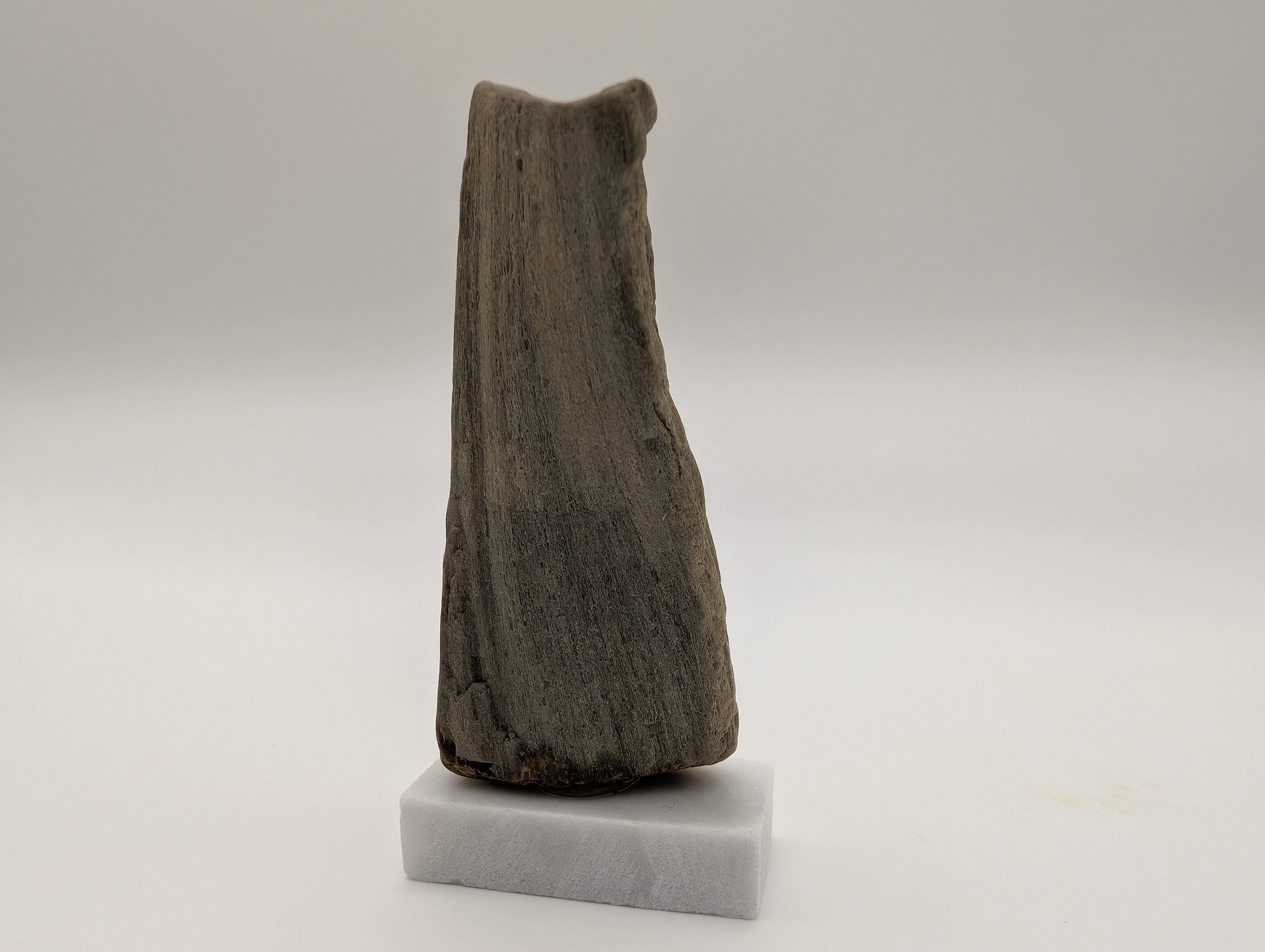 Petrified Wood Specimen