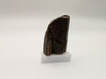 Opalized Wood