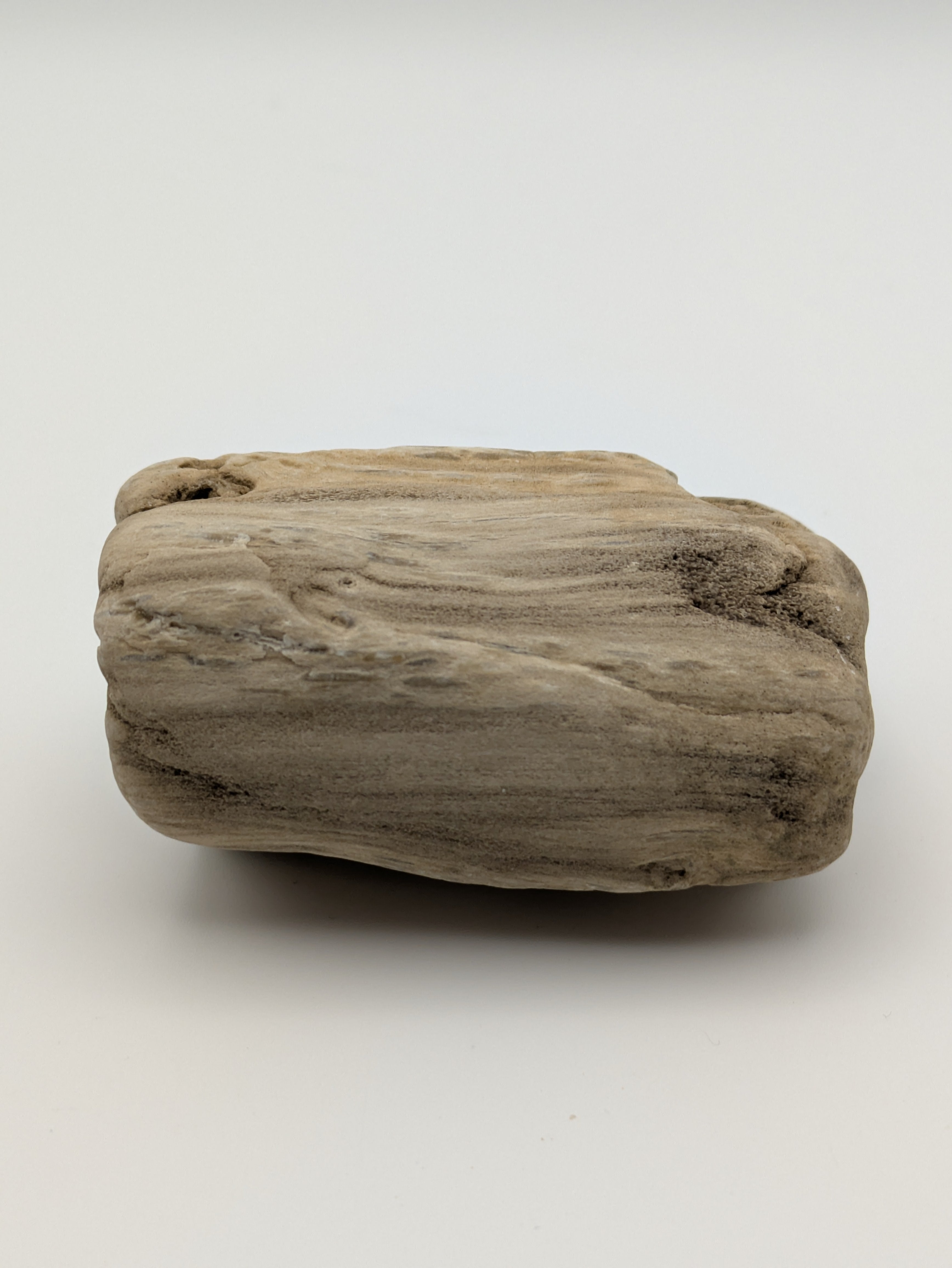 Petrified Wood Specimen