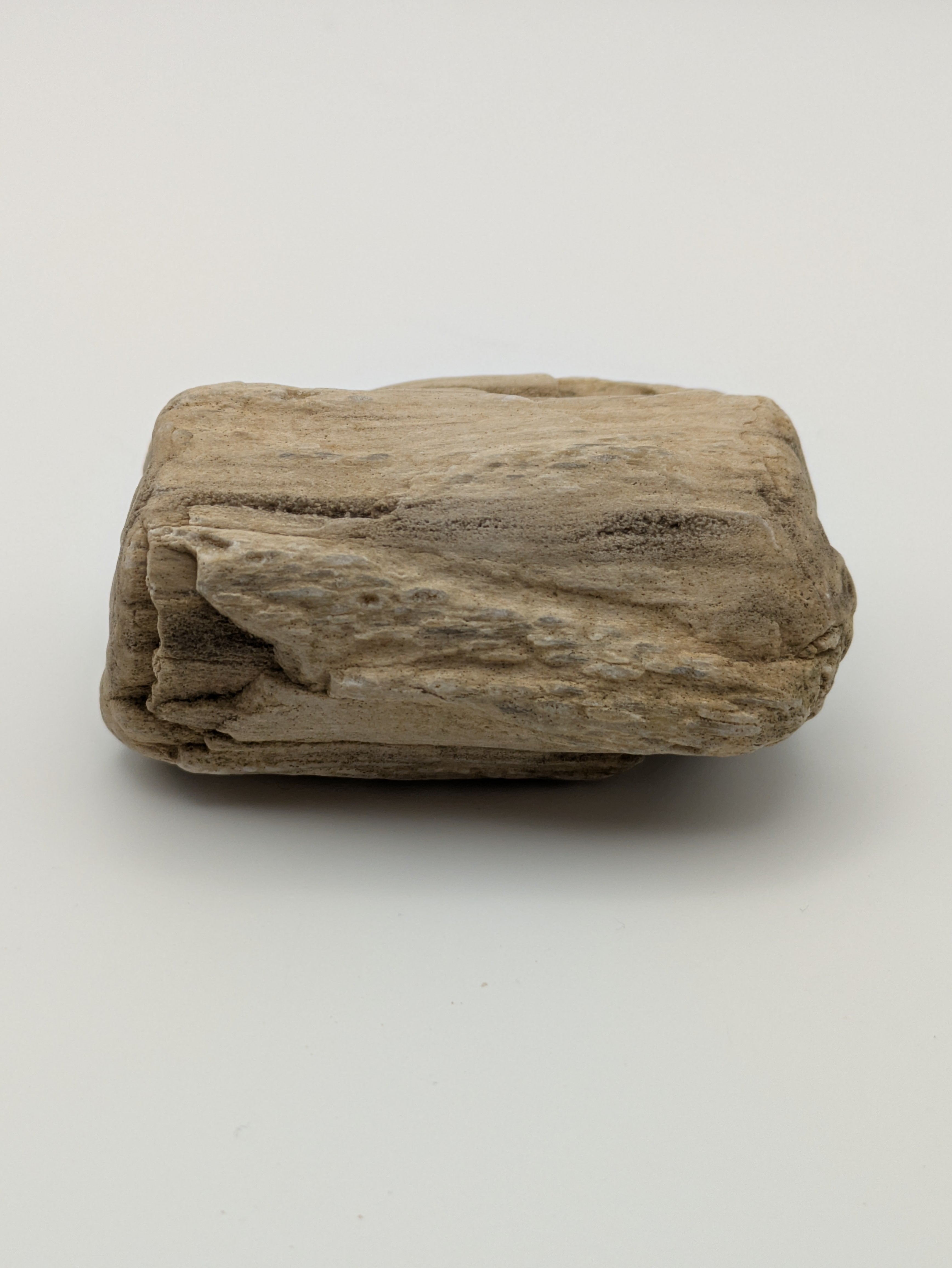Petrified Wood Specimen