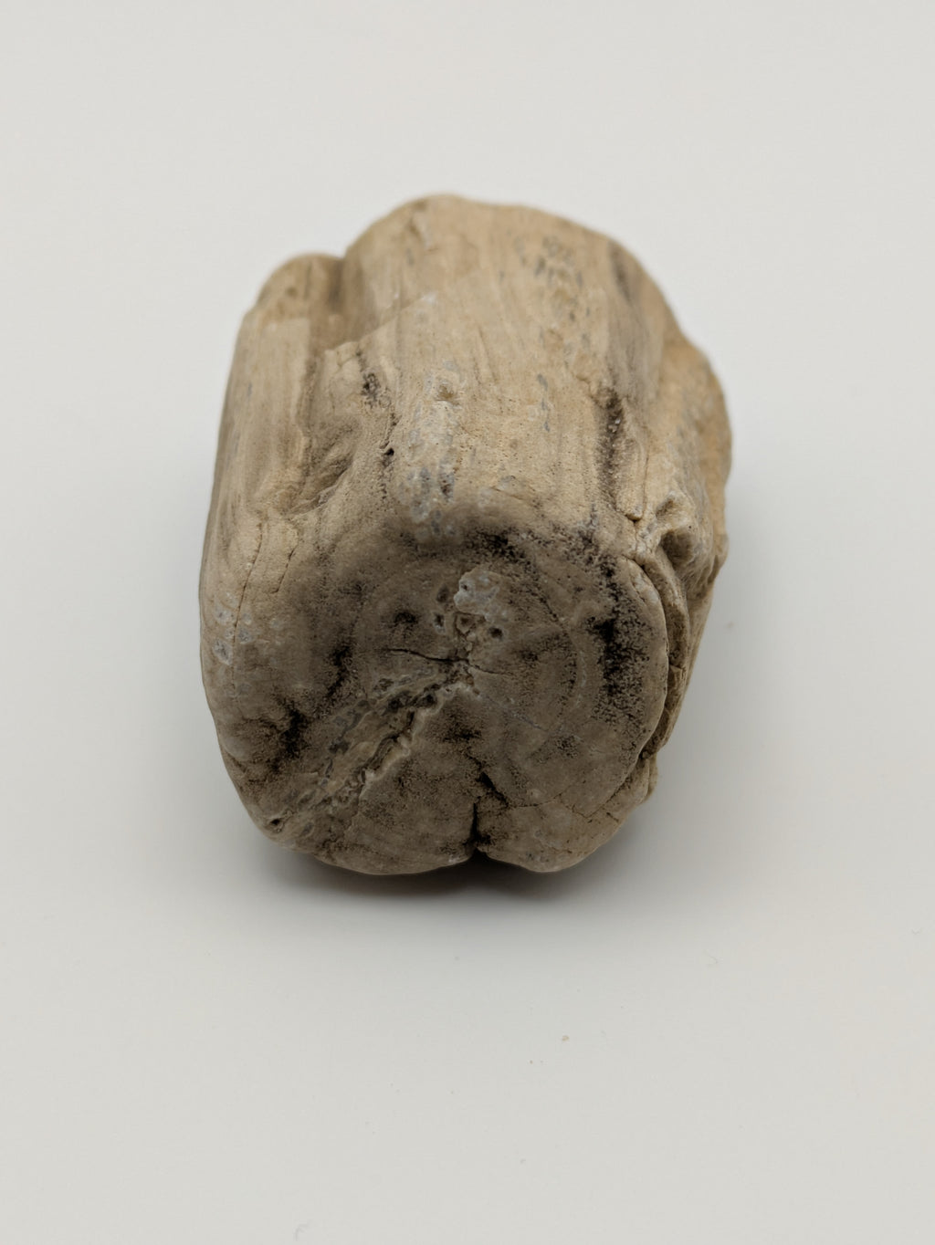 Petrified Wood Specimen