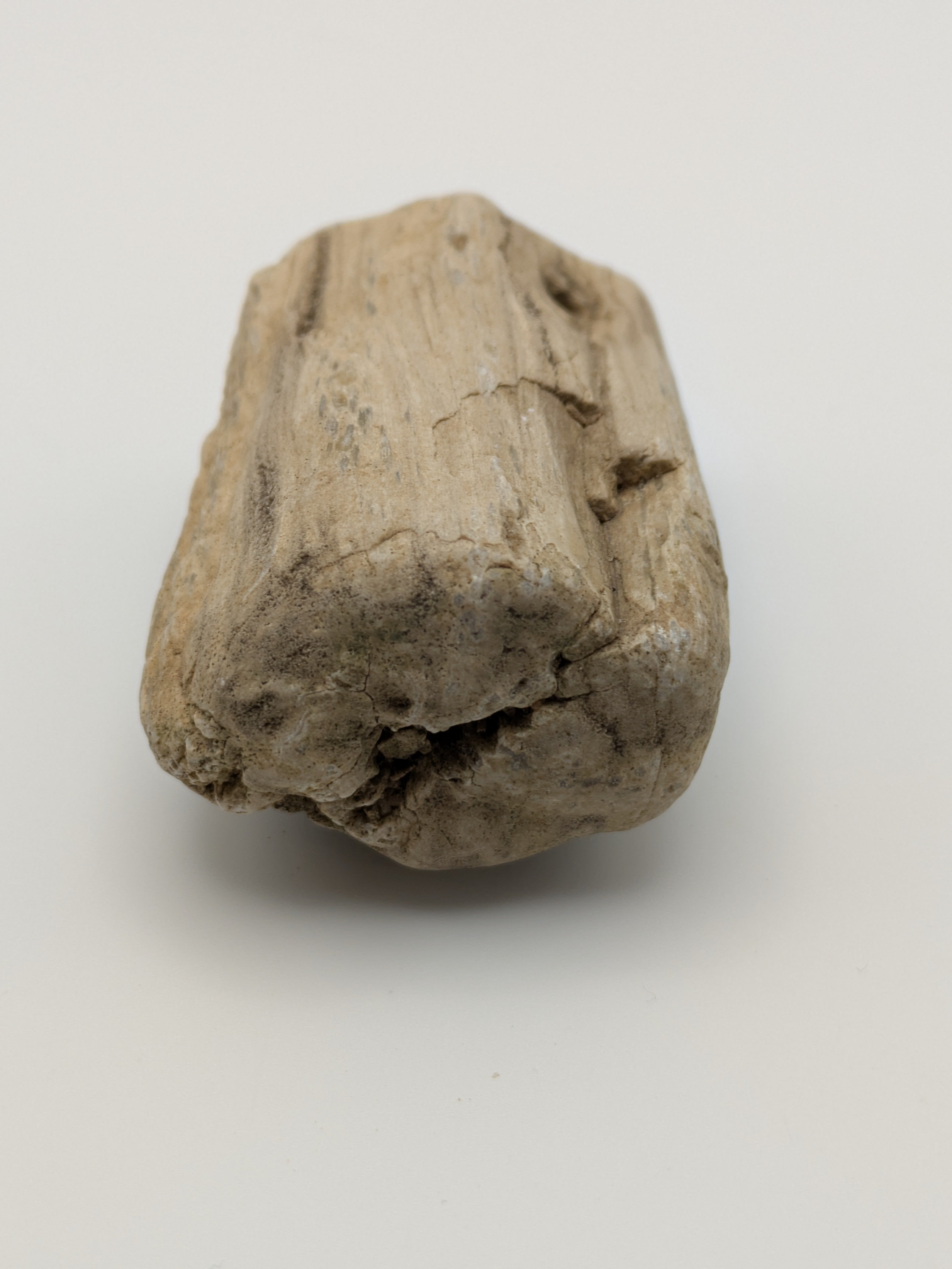 Petrified Wood Specimen