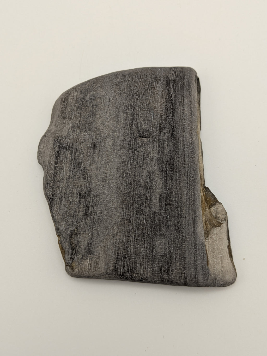 Petrified Wood Specimen