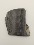 Petrified Wood Specimen