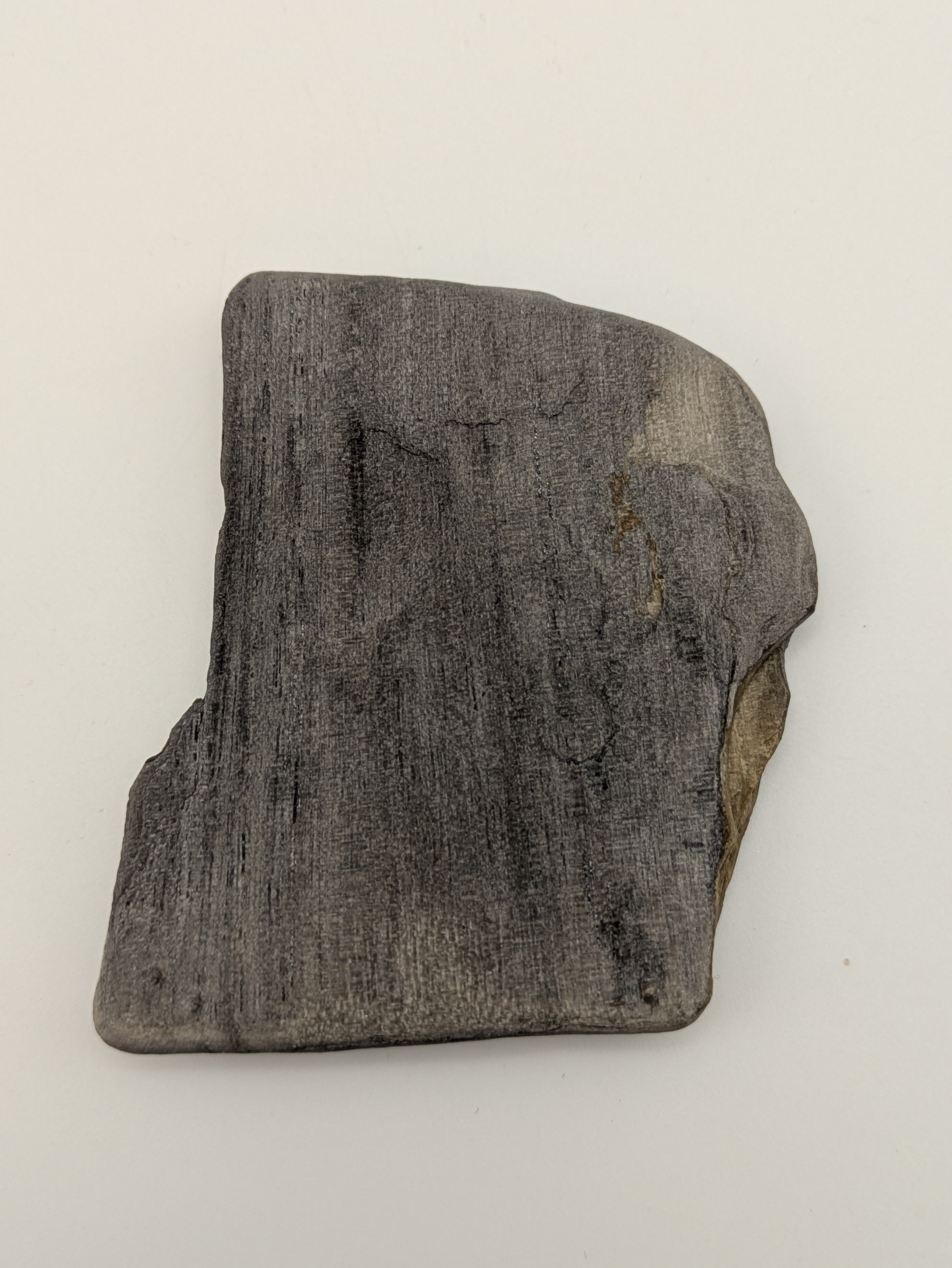 Petrified Wood Specimen