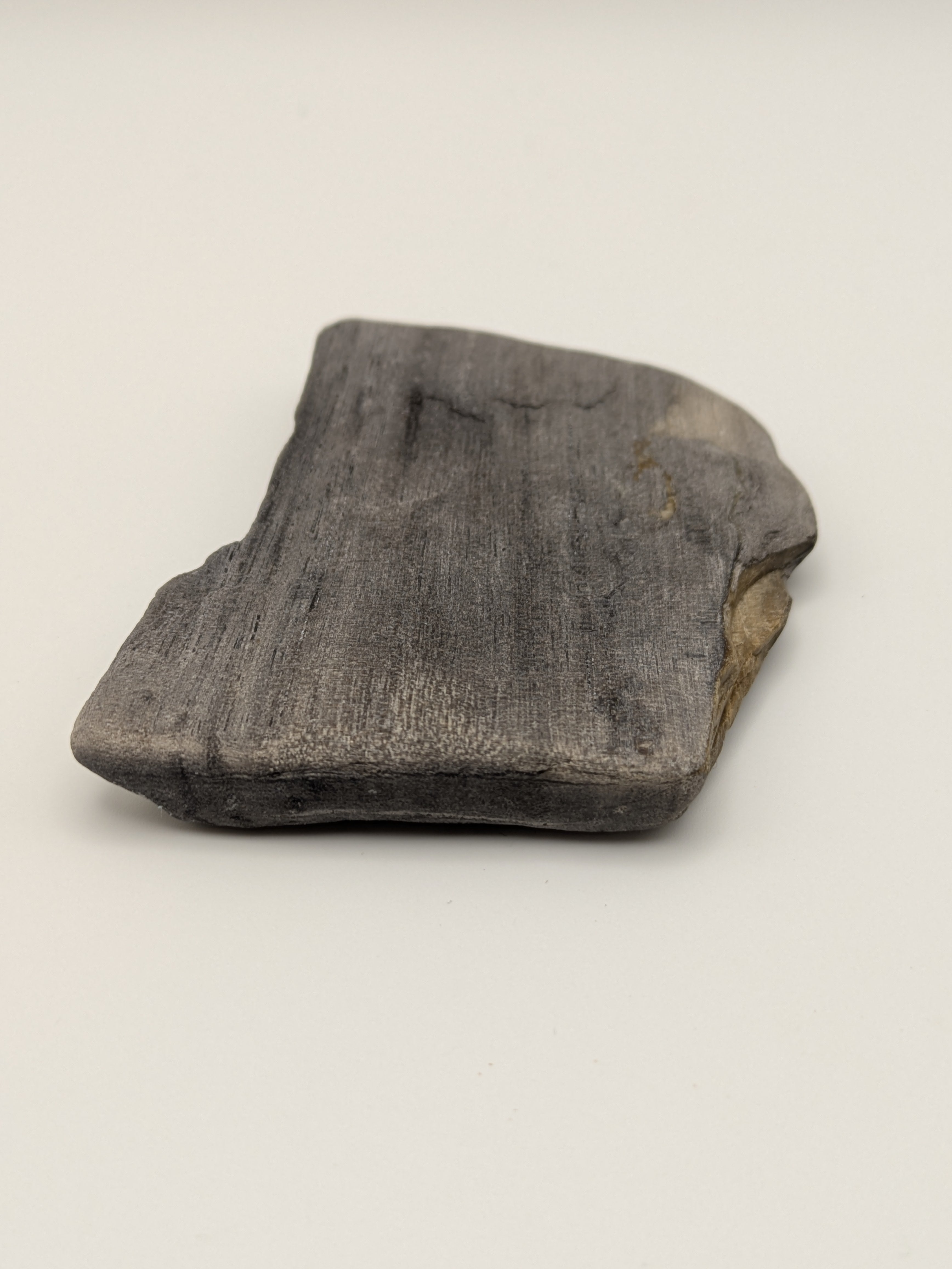 Petrified Wood Specimen