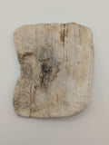 Petrified Wood Specimen