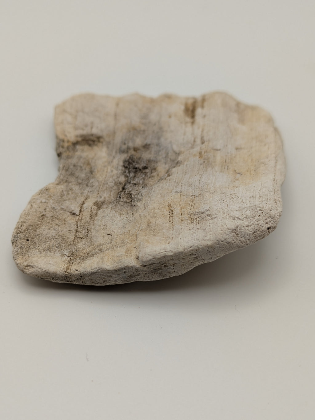 Petrified Wood Specimen