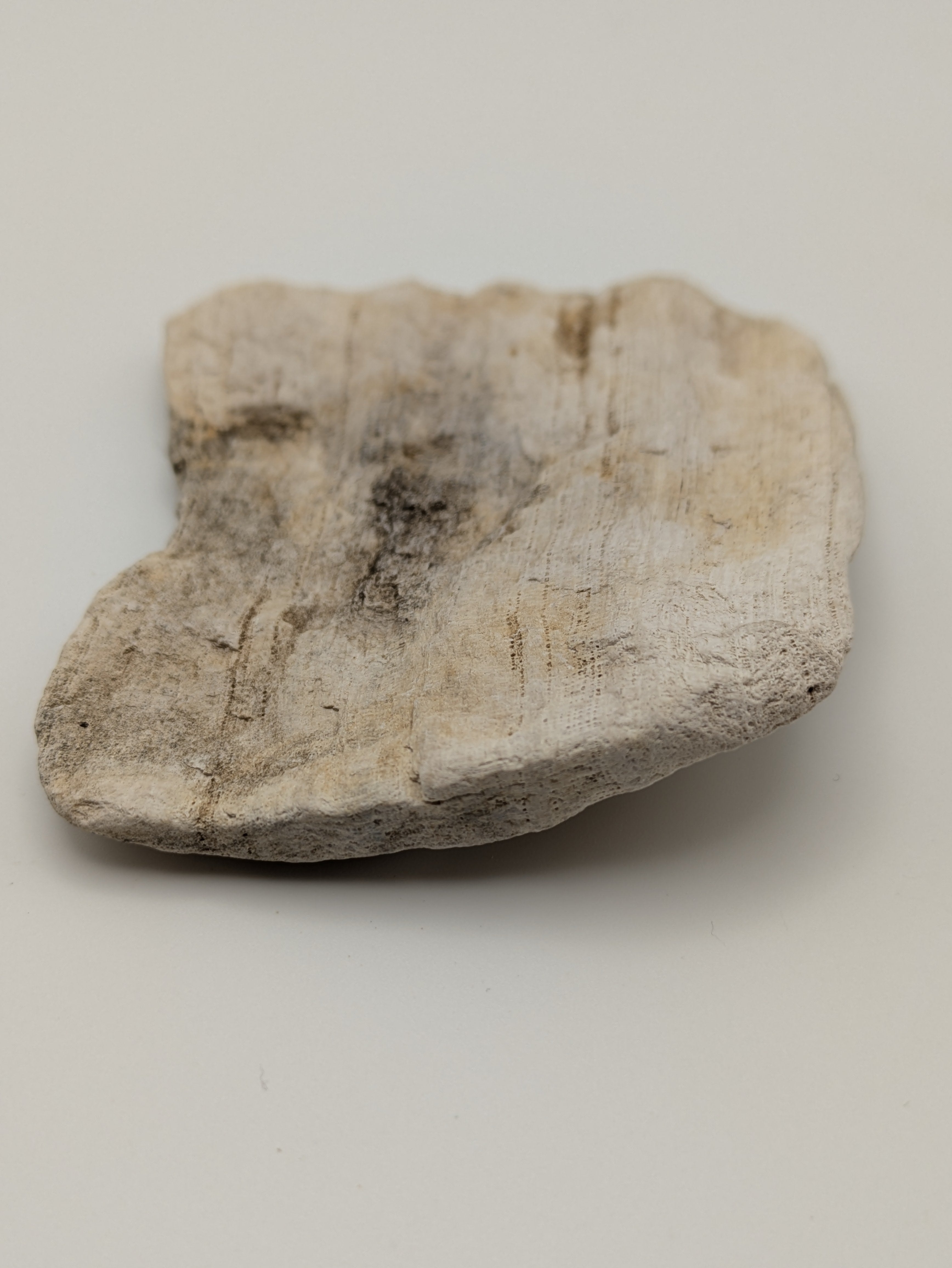 Petrified Wood Specimen